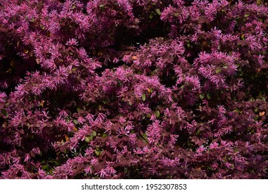 Chinese Fringe Bush Flowers. Hamamelidaceae Evergreen Shrub.