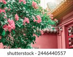 Chinese garden red wall and blooming bougainvillea flowers