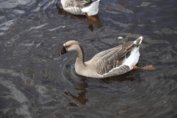 Chinese Geese Swimming In Pond. Domestic Bird Farm Animal. Beautiful Brown And White Goose Swimming Free In Lagoon.