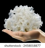 Chinese gelatinous fungi. Tremella fuciformis. Snow fungus.	