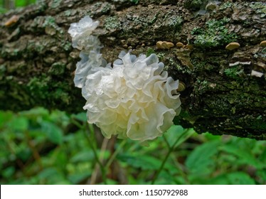 Chinese gelatinous fungi. Tremella fuciformis. Snow fungus.    