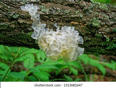 Chinese gelatinous fungi. Tremella fuciformis                                       