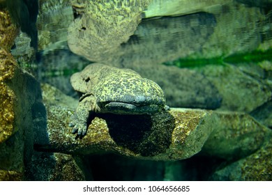 Chinese Giant Salamander 