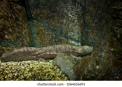 Chinese Giant Salamander 