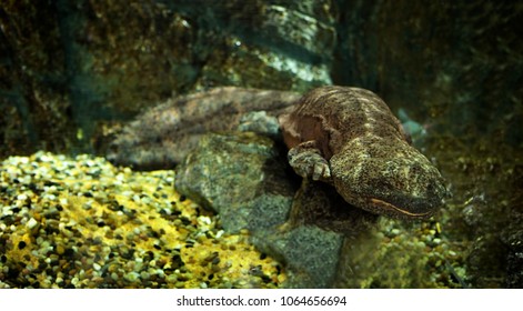 Chinese Giant Salamander 