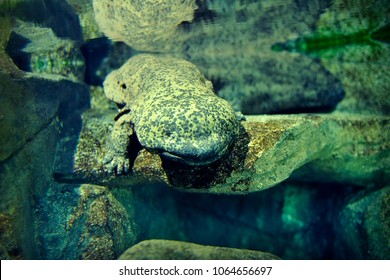 Chinese Giant Salamander 