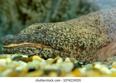 Chinese Giant Salamander 