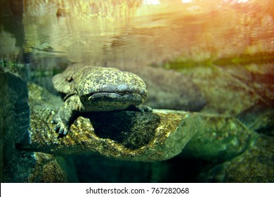 Chinese Giant Salamander 