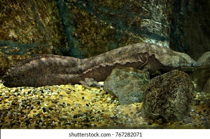 Chinese Giant Salamander 