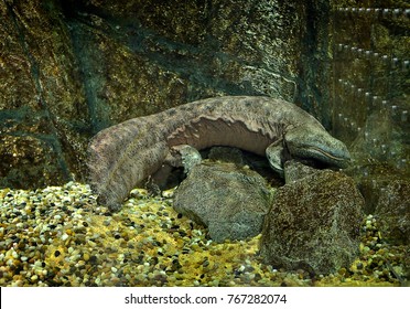 Chinese Giant Salamander 