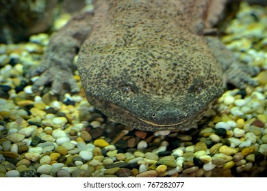 Chinese Giant Salamander 