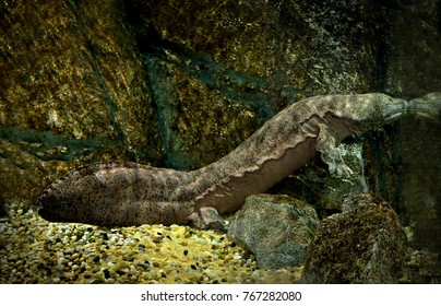 Chinese Giant Salamander 