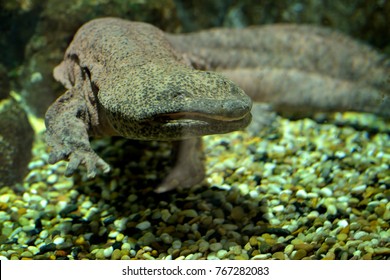 Chinese Giant Salamander 