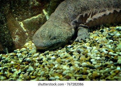 Chinese Giant Salamander 