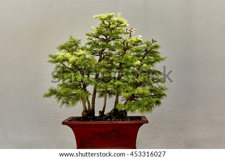 Chinese Golden Larch Bonsai Tree