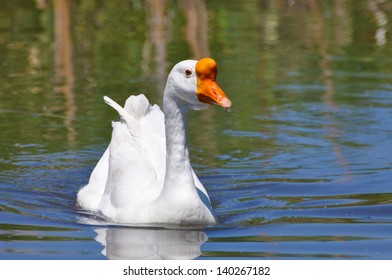 Chinese Goose