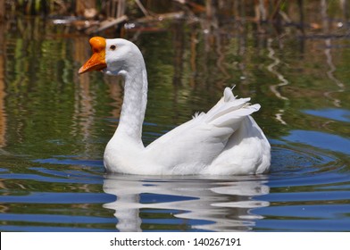 Chinese Goose