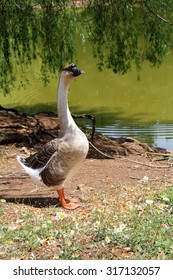 Chinese Goose