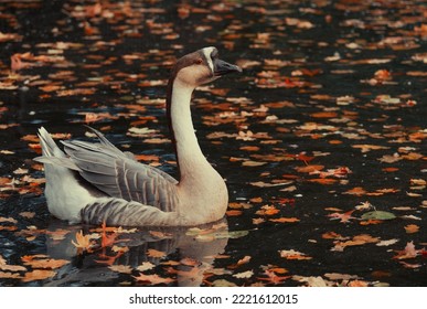 Chinese Goose On The Pond.