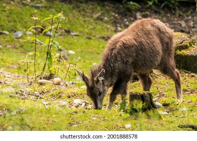 Goral High Res Stock Images | Shutterstock