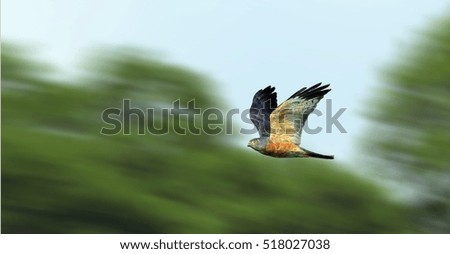 Similar – Awesome bird of prey in flight