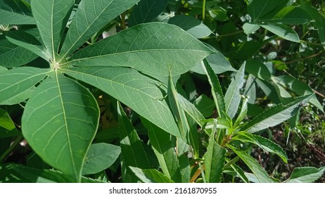 A Chinese Grasshopper In Disguise 