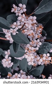 Chinese Haw In Bloom At The Arboretum.