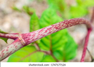 Chinese Herbal Medicine Knotweed Stalk Close-up	