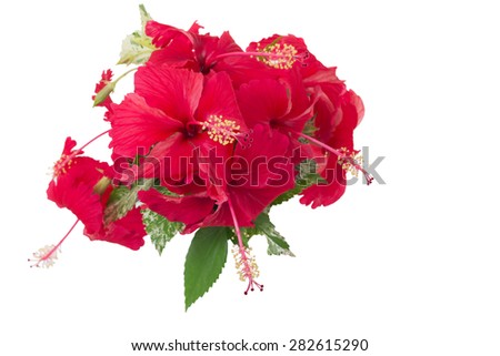 Chinese hibiscus or China rose, isolated on white background and clipping path