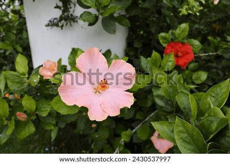 Chinese Hibiscus  China Rose  Hibiscus rosa-sinensis Linn Hibiscus javanicus Miller Hibiscus rfestivalis
