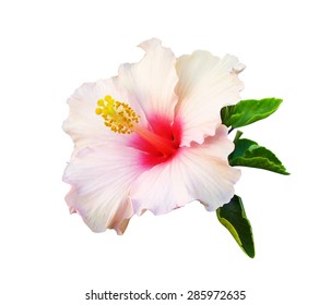 Chinese Hibiscus On White Background