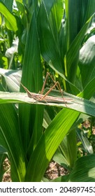 The Chinese (Indonesian) Grasshopper, With The Latin Name Acrida Cinerea, Has A Long Head. Another Characteristic Is That There Is No Organ Stridulation In The Legs.