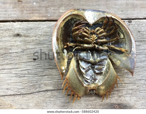 Chinese Japanese Trispine Horseshoe Crab Tachypleus Stock Photo