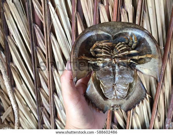 Chinese Japanese Trispine Horseshoe Crab Tachypleus Stock Photo