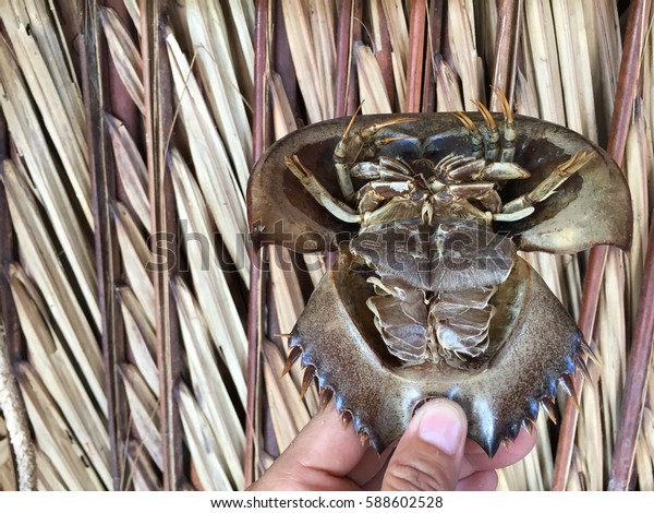 Chinese Japanese Trispine Horseshoe Crab Tachypleus Stock Photo