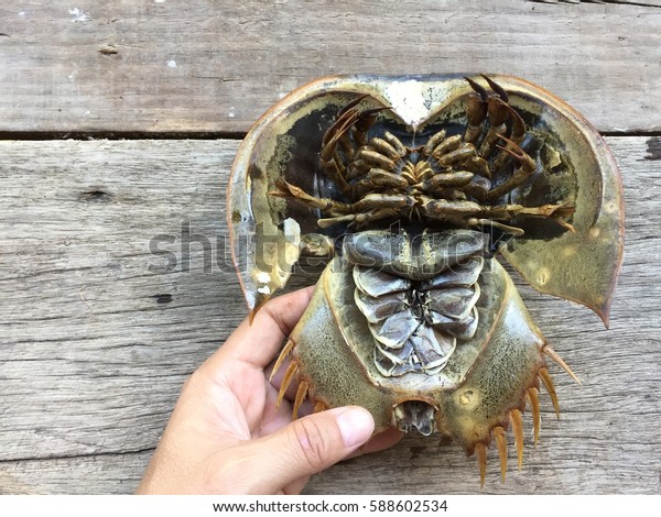Chinese Japanese Trispine Horseshoe Crab Tachypleus Stock Photo