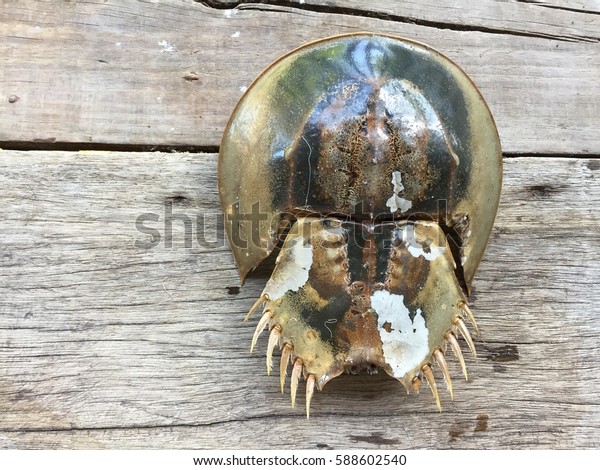 Chinese Japanese Trispine Horseshoe Crab Tachypleus Stock Photo