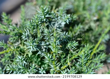 Chinese juniper Blue Alps - Latin name - Juniperus chinensis Blue Alps