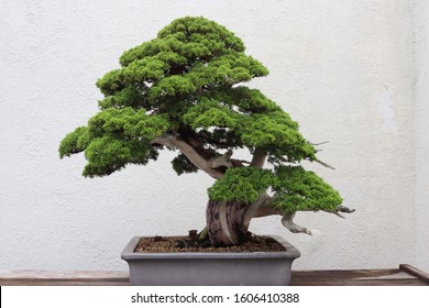 A Chinese Juniper Bonsai Tree.