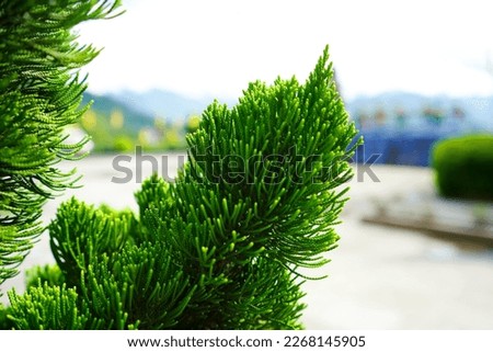 Chinese Juniper, Juniperus chinensis Plant Background