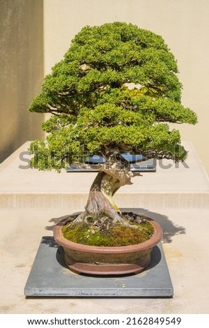 Chinese juniper (Juniperus chinensis) is a species of plant in the cypress family Cupressaceae