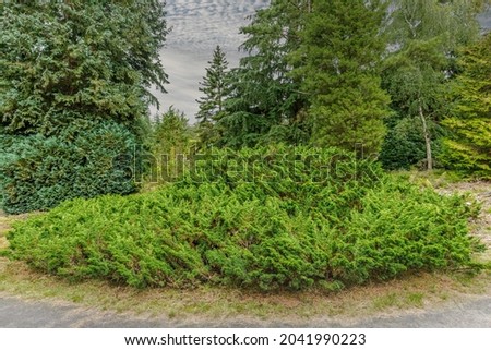 Chinese juniper, Juniperus chinensis var. globosa cinerea, is an evergreen ground cover conifer native to Tibet, China and Japan for use in parks and gardens