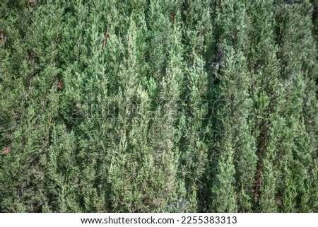 Chinese juniper leaves background. Juniperus chinensis foliage closeup. Natural texture wallpaper. Bright daylight on chinese pyramid juniper