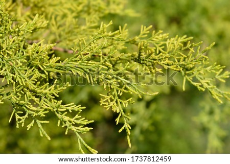 Chinese juniper Old Gold branch - Latin name - Juniperus chinensis Old Gold