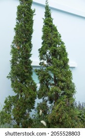 Chinese Juniper Tree In Home Garden.