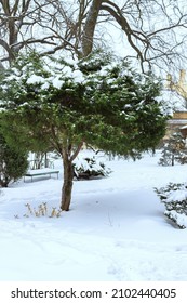 Chinese Juniper In The Winter Garden. Tree