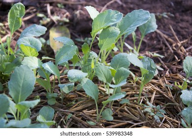 CHINESE KALE, Kale In The Field