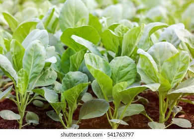 Chinese Kale In Garden