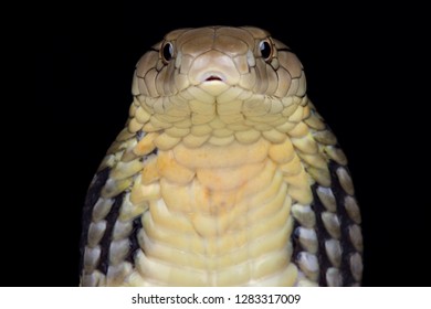 Chinese King Cobra (Ophiophagus Hannah)