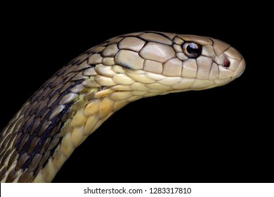 Chinese King cobra (Ophiophagus Hannah)